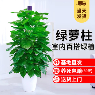 速发大叶绿萝柱盆栽客厅绿吸室内大型绿箩植除甲醛办公室前台落地