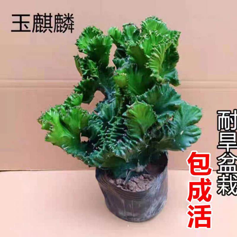 速发玉麒麟公栽摆盆室桌面办件招财树盆景彩麒麟龙骨植物室内台多