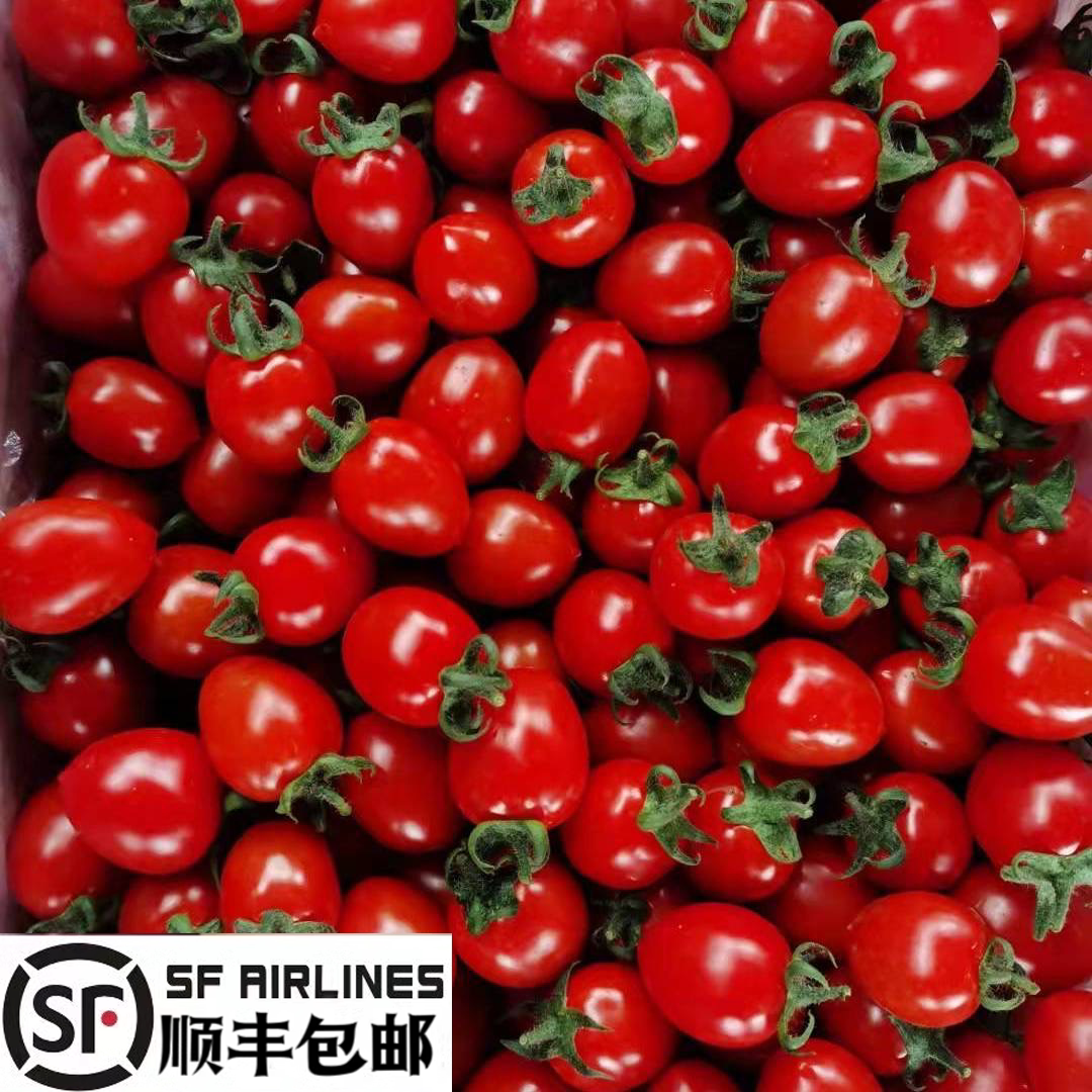 正宗釜山88玲珑果小西红柿新鲜小番茄千禧果超甜圣女果生吃水果