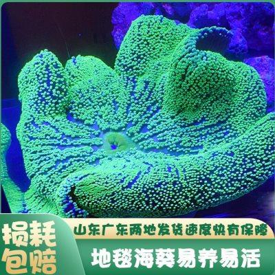 地毯海葵海缸宠物生物珊瑚造景海草海星观赏海水鱼尼莫小丑鱼