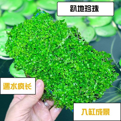 好养前景草趴地矮珍珠