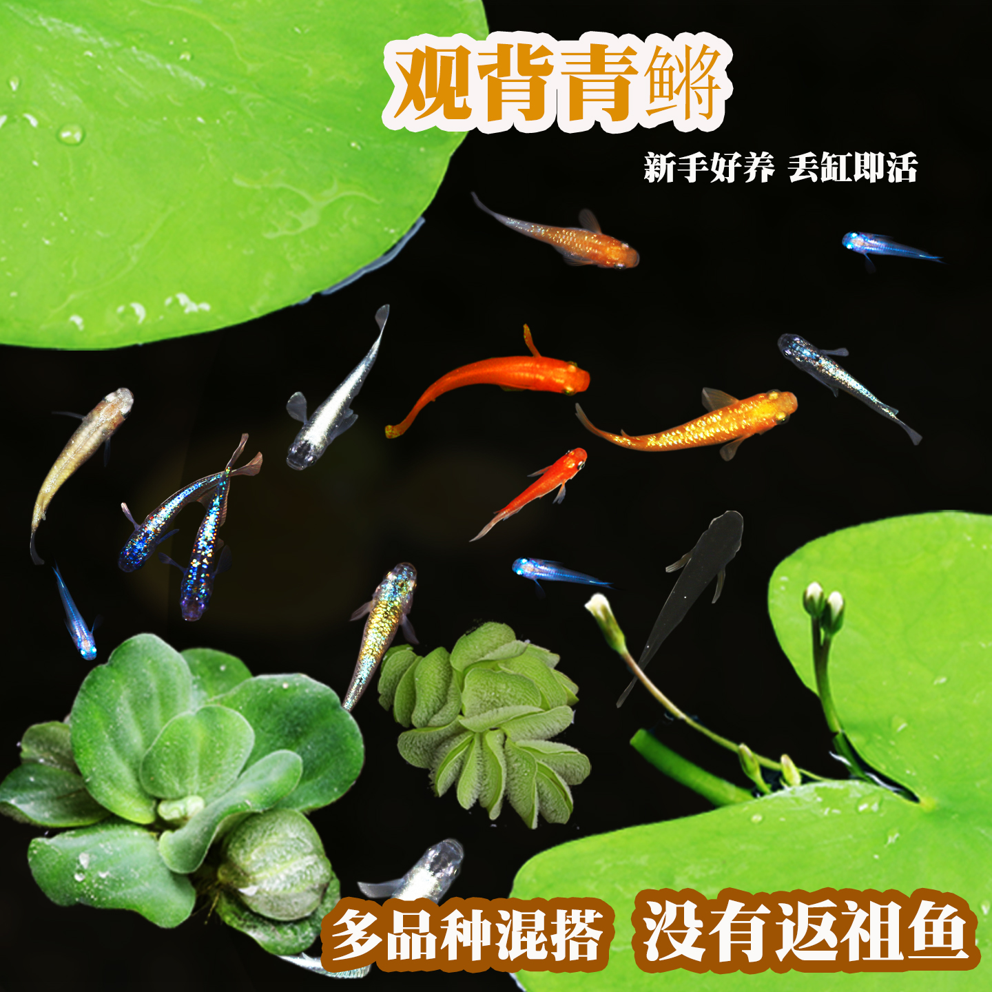 精选观背青鳉鱼新手好养吃蚊虫