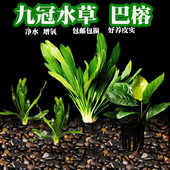 活体真水草活物鱼缸造景九冠小巴榕丹麦水榕净水好养观赏懒人水草