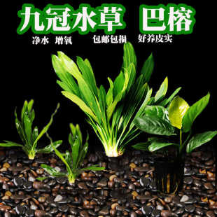 活体真水草活物鱼缸造景九冠小巴榕丹麦水榕净水好养观赏懒人水草