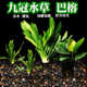 活体真水草活物鱼缸造景九冠小巴榕丹麦水榕净水好养观赏懒人水草