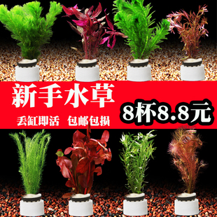 新手生态鱼缸水草植物真草造景水培蜈蚣草绿菊阴性净化水质水族