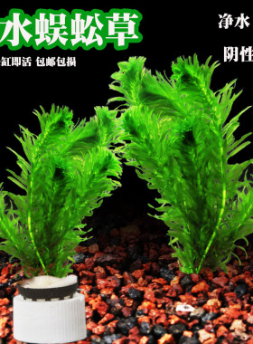 鱼缸水草活体蜈蚣草绿菊新手好耐养绿色增氧净化水质阴性有茎包邮