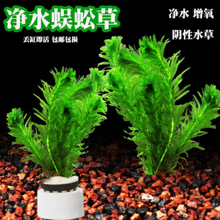 鱼缸水草活体蜈蚣草绿菊新手好耐养绿色增氧净化水质阴性有茎 包邮