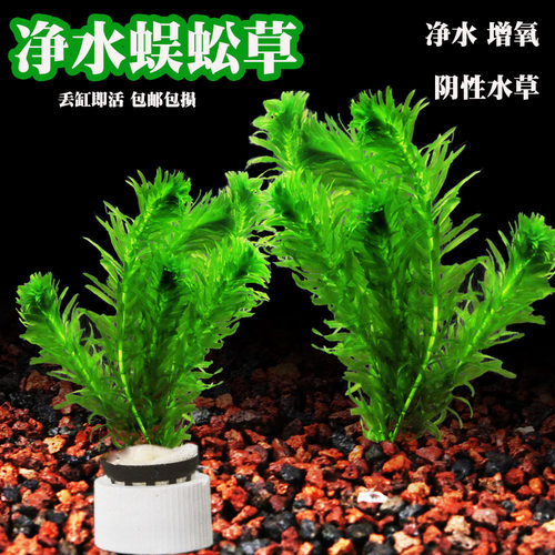 蜈蚣草好养净化水质增氧