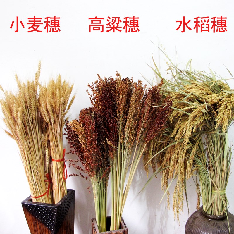 好货五谷杂粮干花干枝五谷穗稻黍稷麦菽麦穗干花稻谷花束农作物装