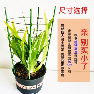昙花专用支架爬藤花架园艺支柱架阳台绿萝月季铁线莲藤本花卉植物