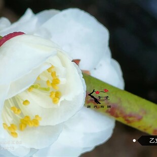 【湖西梅园】原生乙女梅花扦插新品两年苗盆养熟桩宫粉类