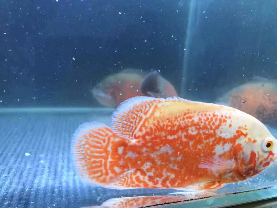 极速黑白地图鱼猪仔奥图 血麒麟 招财风水鱼中大型淡水热带观赏鱼