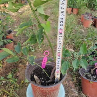 【湖西梅园】22原生小宫粉梅花扦插两年苗熟桩精品一物一拍