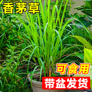 速发新鲜香茅草苗柠檬草盆栽蚊可用香草驱食植物室内客厅台绿植