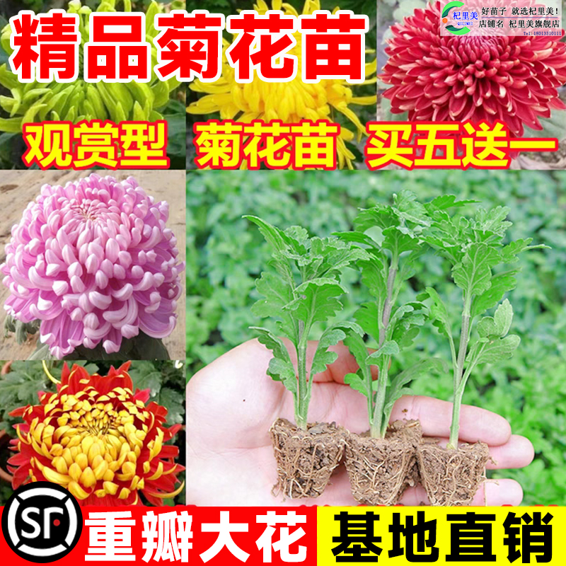 速发菊花苗九季开花食用大菊花盆栽四台菊室内外月庭院当年开花
