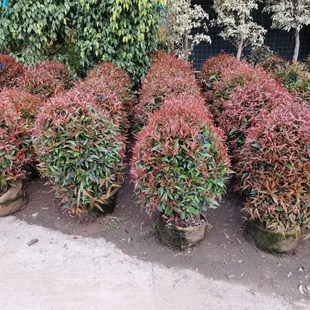 速发红车盆室绿植红枝蒲桃栽内台叶院观庭彩叶植物小灌木庭院盆景