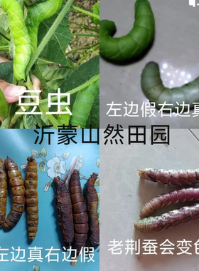 荆蚕烘干新品野生荆蚕活体沂蒙山野生黄荆荆蚕惊蚕 非豆虫荆棵虫