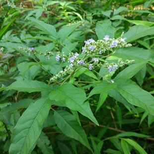 沂蒙山新鲜黄荆树叶黄荆叶黄荆根客家牡荆枝月子五指风干黄荆树苗