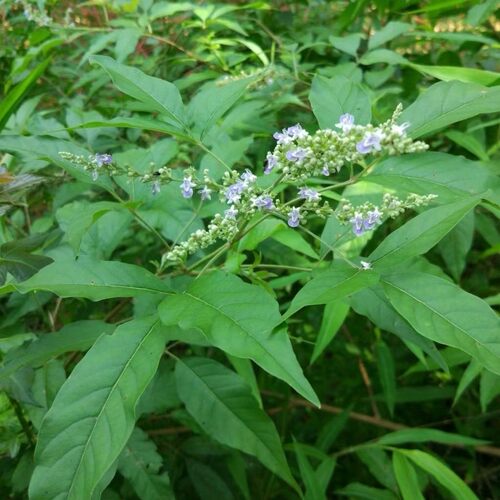 沂蒙山新鲜黄荆树叶黄荆叶黄荆根客家牡荆枝月子五指风干黄荆树苗