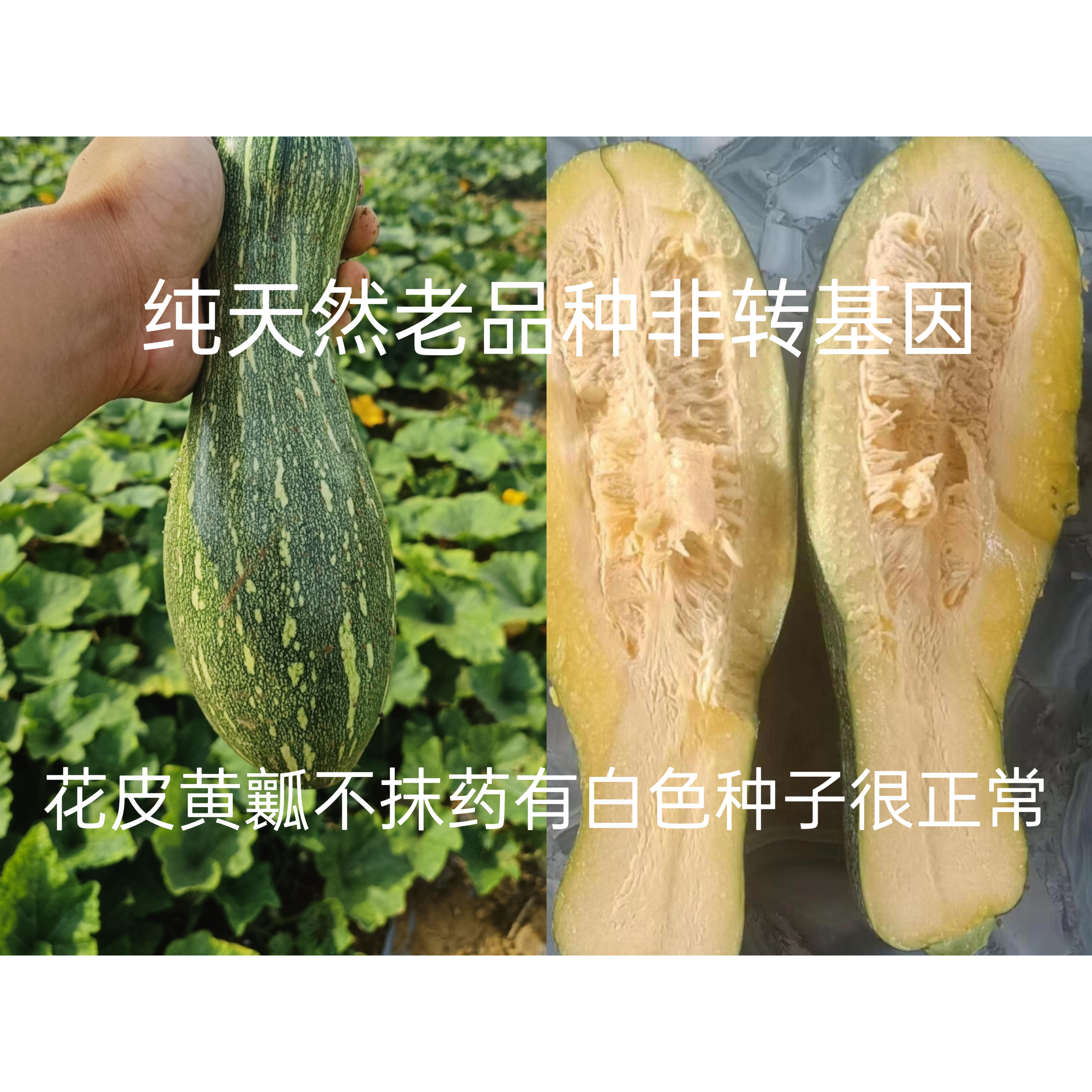 嫩南瓜新鲜沂蒙山农家黄瓤新鲜花皮嫩南瓜做馅水饺炒菜倭瓜方瓜
