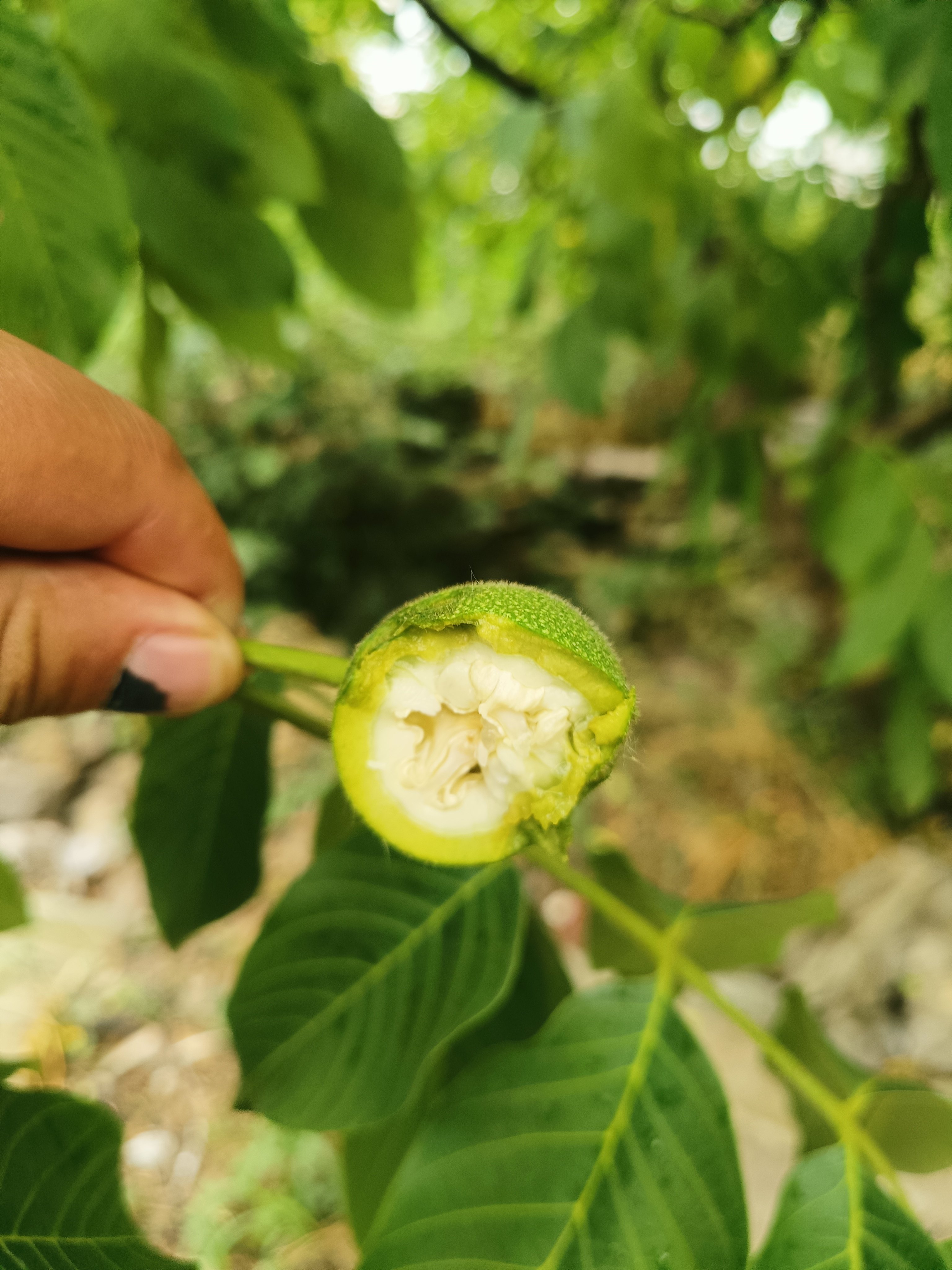 沂蒙山纯野生核桃树果青皮核桃现摘现发新鲜核桃嫩核桃药用煮鸡蛋