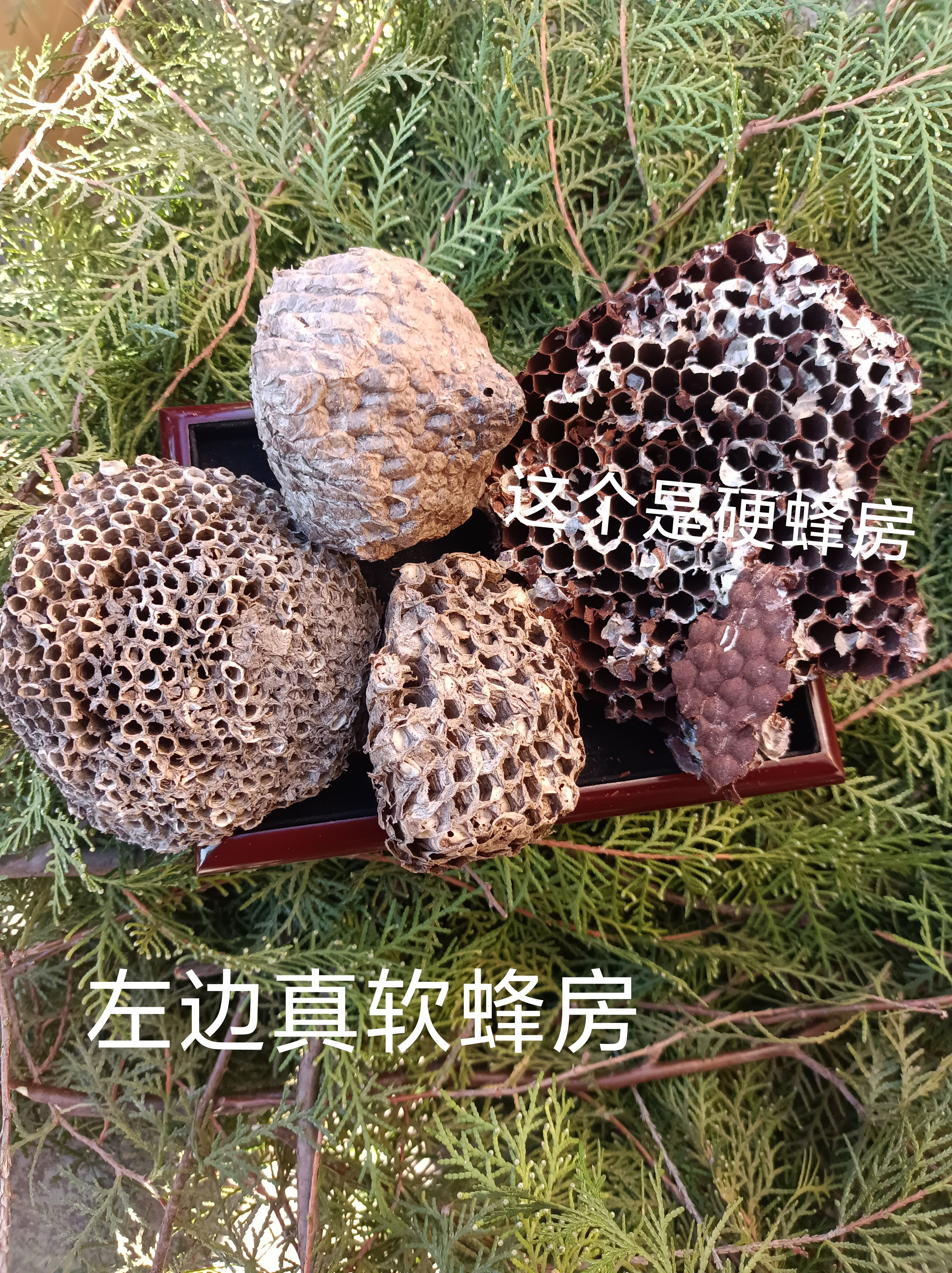 沂蒙山纯野生正品药用软蜂房新品野黄蜂窝野蜂巢非硬蜂房山露蜂房