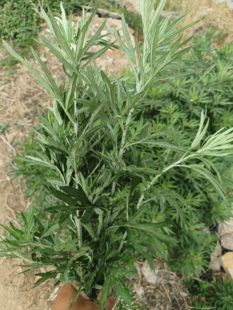 新鲜艾草野生艾草非种植端午头茬整颗干艾草全株带叶家用挂门泡脚