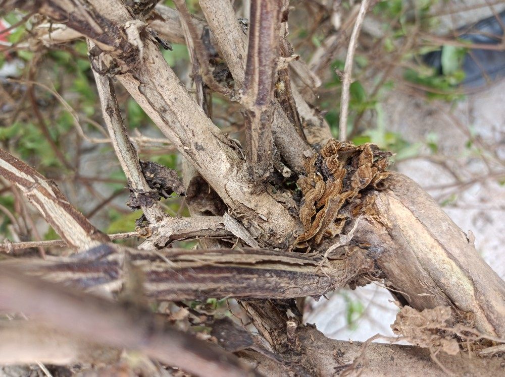 金银花蛾子忍冬藤菇金银花萼子环棱褐孔菌野生花子蛾子泡水中药材,传统滋补营养品,其他药食同源食品,淘宝优惠券,粉丝福利购,淘宝优惠卷