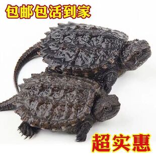 纯佛爆刺佛鳄小鳄龟苗便宜活物大乌龟食用鳄鱼龟幼苗活巴西龟鳄龟