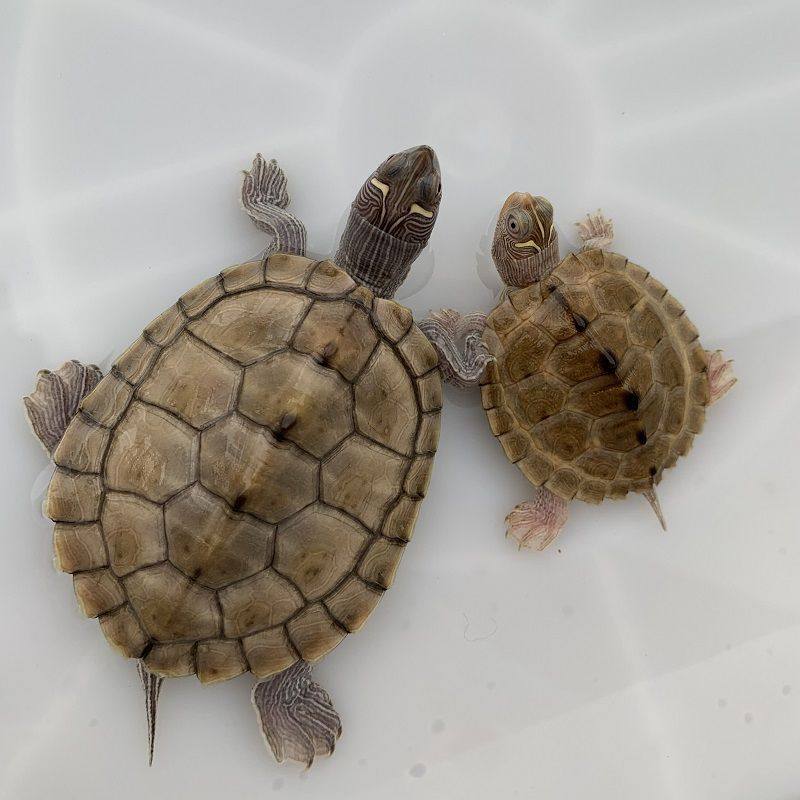 [深水龟]地图乌龟深水混养小乌龟活体密西西比地图家养宠物观赏龟