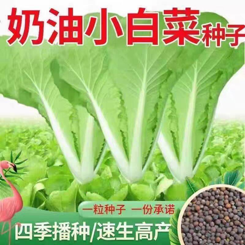 2包四季黄金奶油小白菜早熟阳台庭院种菜种四季播奶油白菜蔬菜种