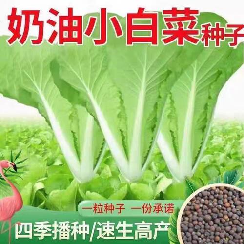 2包四季黄金奶油小白菜种子种植