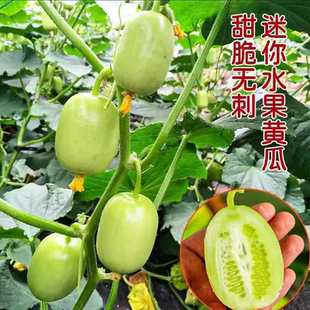 玉女水果黄瓜种子脆甜拇指小黄瓜种籽四季秋阳台盆栽易种蔬菜种孑