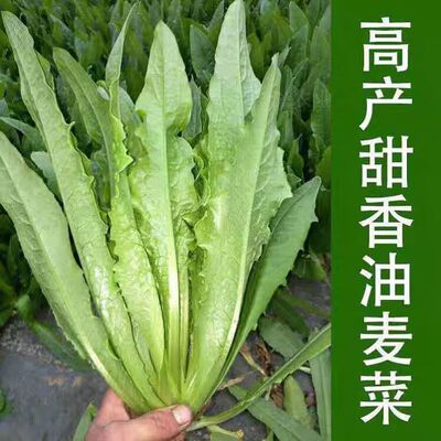 3包方震油麦菜种四季播香甜脆爽