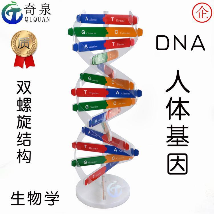 基因dna模型diy人体螺旋小制作科学科技实验教具生物双科普器材用