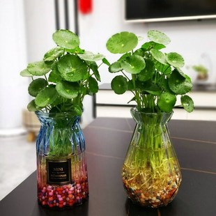 适合种在室内盆栽不需要阳光的植物无土水培小型花卉喜阴耐阴创意