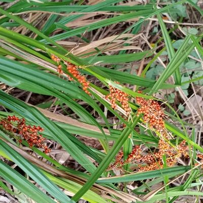 野高粱浆果薹草新鲜现採挖全草净根祛风除湿专用包邮