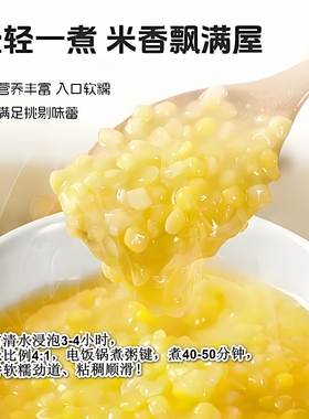 2025东北青稞糯玉米碴新鲜上市无皮中粒糯玉米熟碴