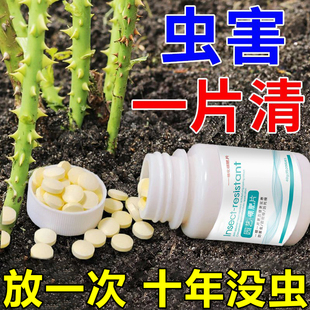 园艺防虫片杀虫剂植物小白药糖化硼肥片室内盆栽花卉驱虫片灭害虫