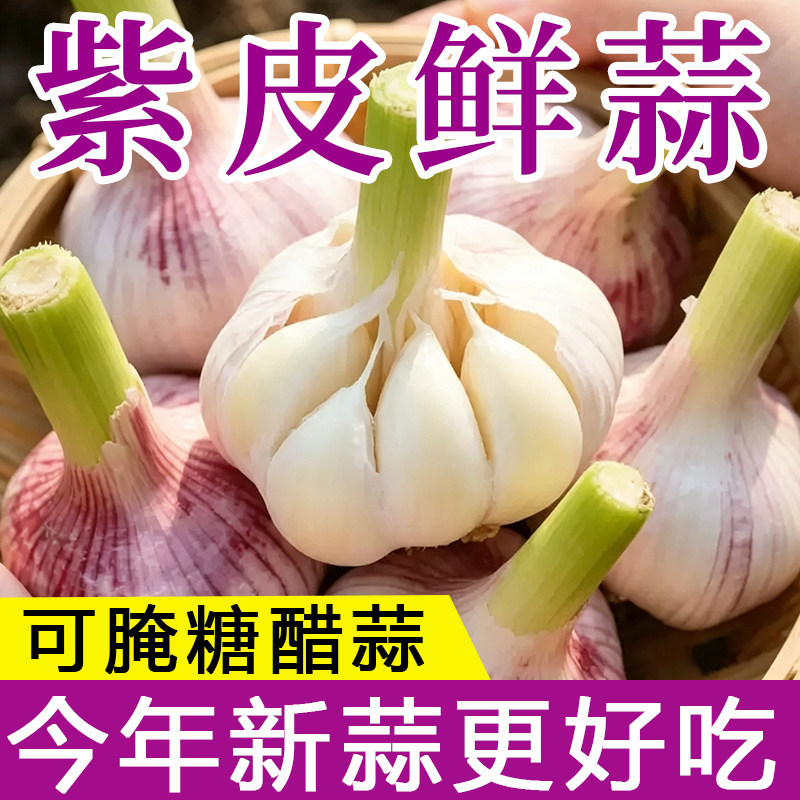 【鲜蒜】26年现挖鲜蒜湿大蒜可腌糖醋蒜大蒜头紫白皮嫩蒜新鲜蒜头