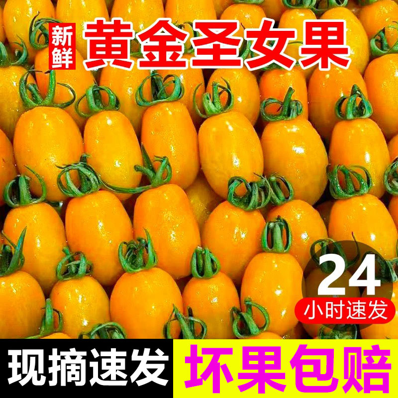 黄色圣女果樱桃小番茄当季新鲜水果黄金西红柿现摘黄番茄小黄柿子