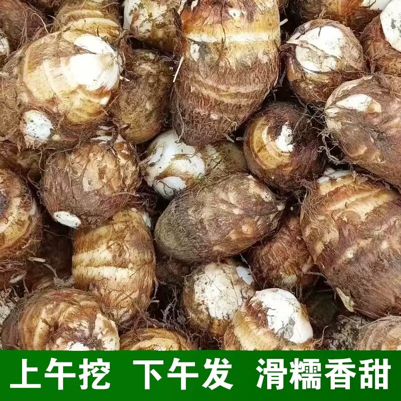 现挖芋头云南新鲜牛奶小芋头5斤毛芋头香芋应季芋头芋艿粉糯包邮