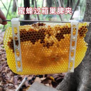 顶格巢脾夹过箱导础夹子野蜂过箱土养圆桶夹脾塑料夹绑脾条固定条