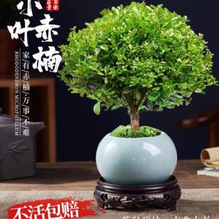 好养金丝楠木绿植 小叶赤楠老桩苗紫檀微景观水培办公室四季