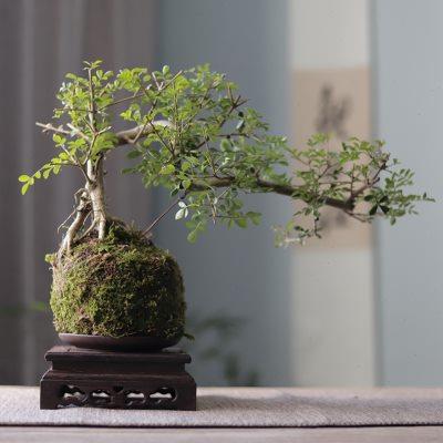 苔藓苔玉球绿植盆栽白蜡悬崖盆景办公室客厅净化空气中式禅意庭院