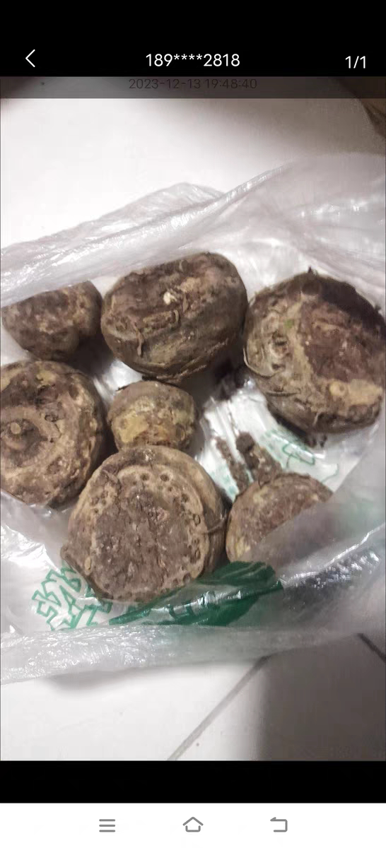 南星中药材 一把伞南星 蛇包谷