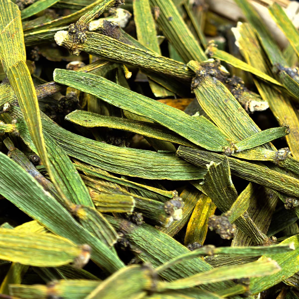 云南野古茶树螃蟹脚古树寄生植物