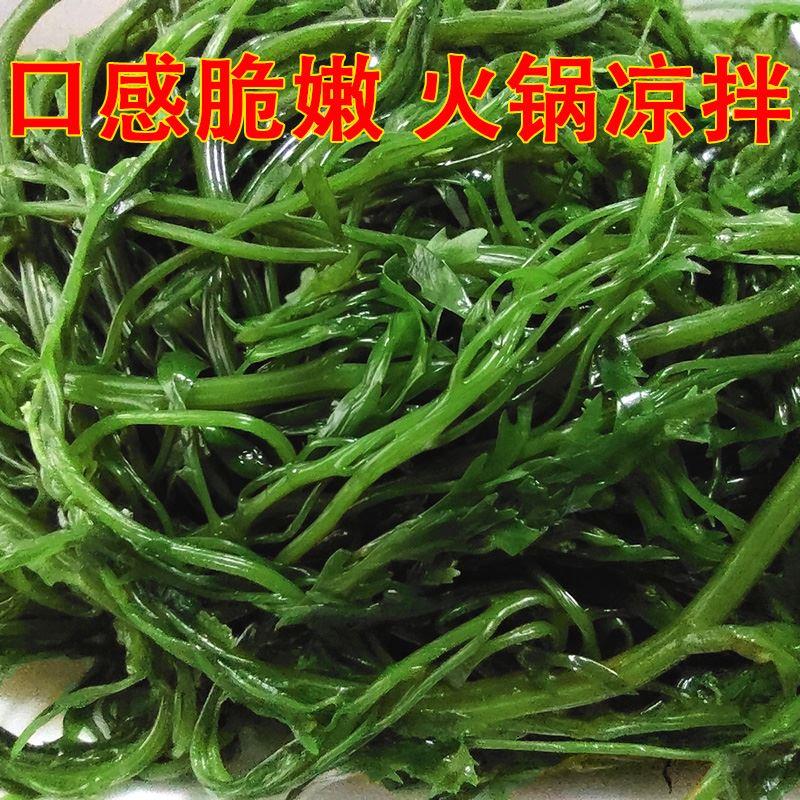 鞭炮笋新鲜海藻羊栖菜火锅凉拌菜海草火炮菜长寿菜荣成盐渍马尾藻