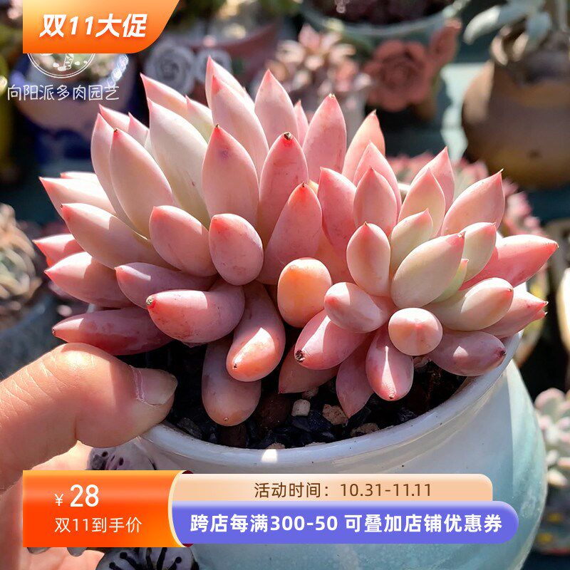 所罗门一物一拍热门网红r多肉植物直播大群老桩精品花卉绿植向阳